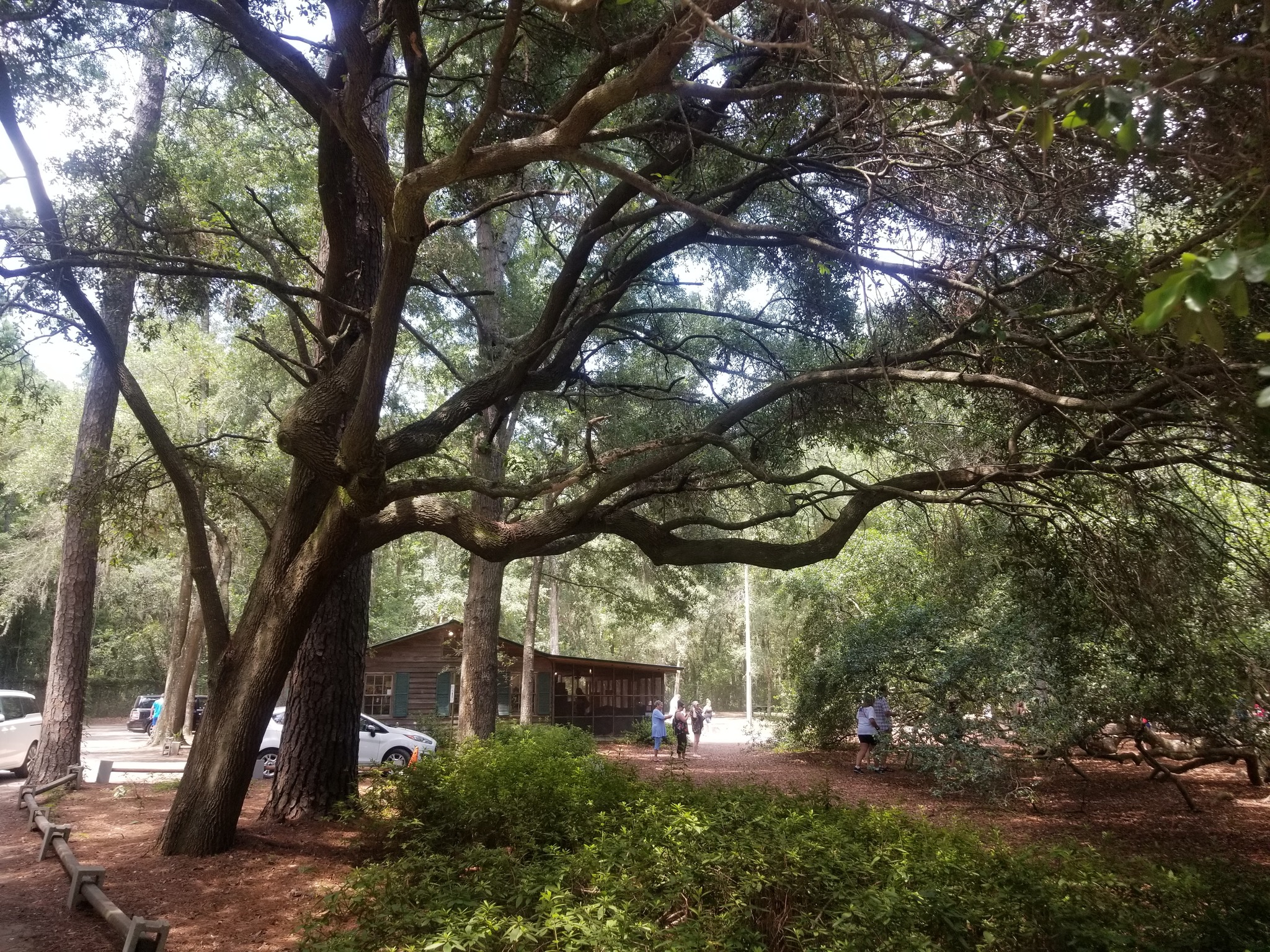 Massive trunk and spreading limbs of Angel Oak on Johns Island
