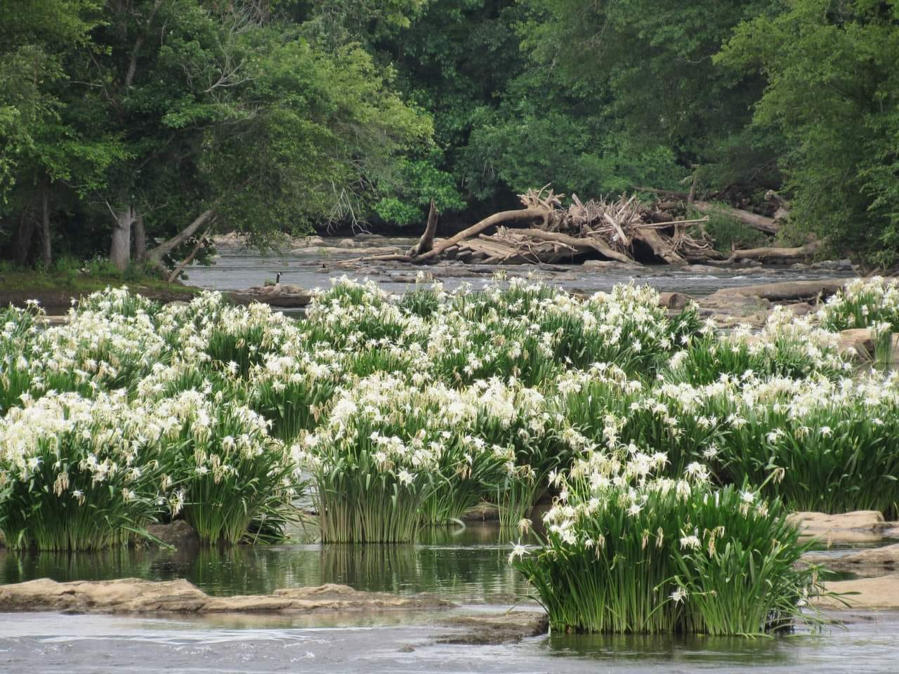 Lead image from the original R&M Landsford Canal State Park, Catawba, South Carolina album