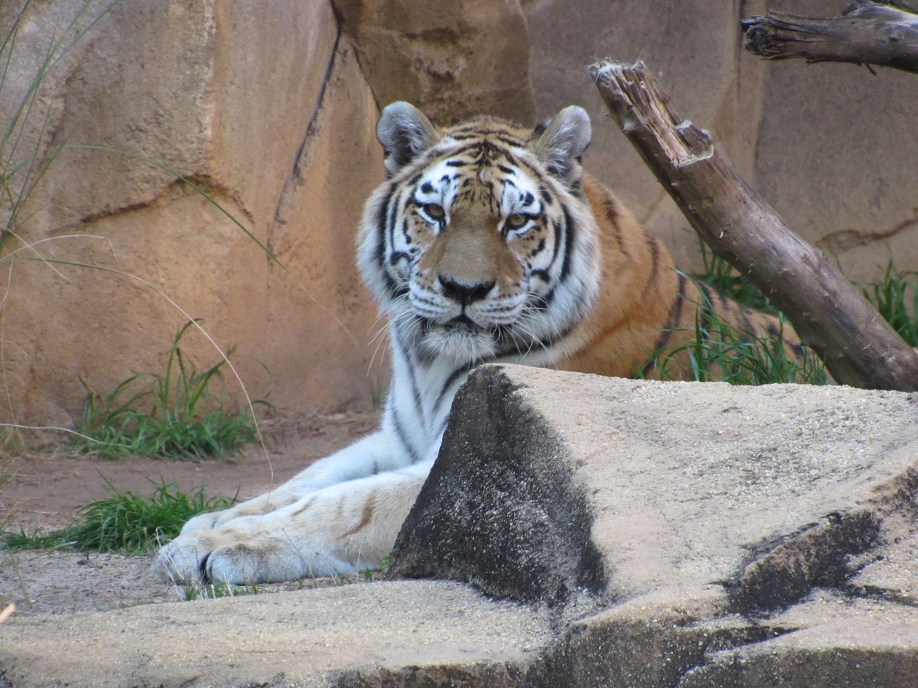 Lead image from the original R&M Riverbanks Zoo Columbia, South Carolina album