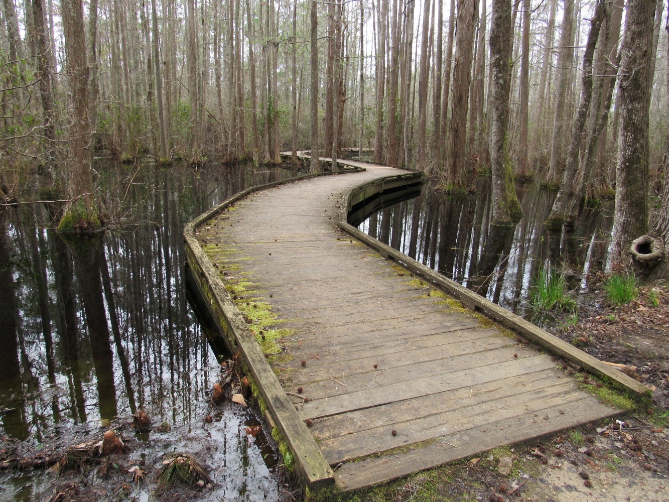 Lead image from the original R&M Woods Bay State Park Olanta, South Carolina album