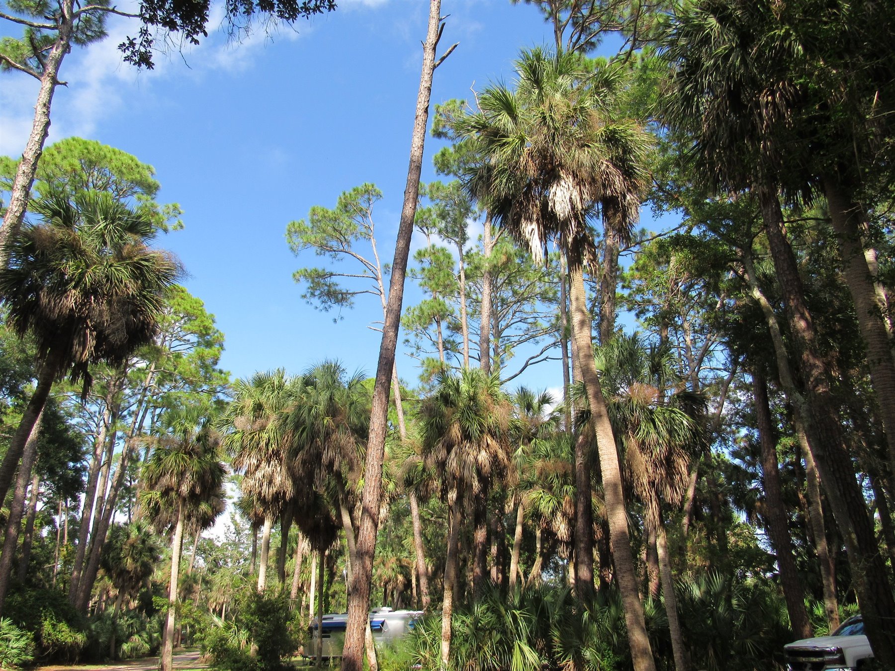 Palmettos and maritime forest at Hunting Island State Park