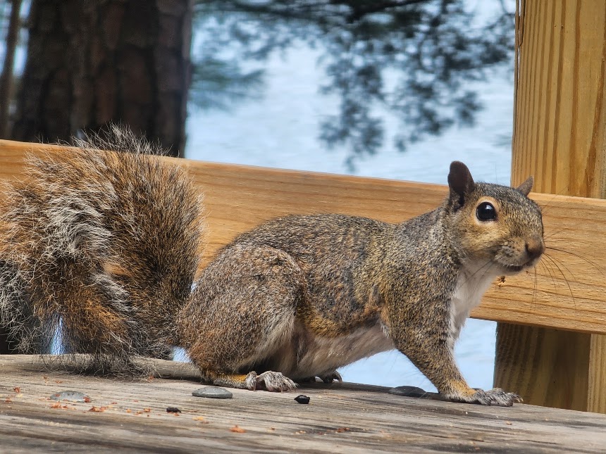 A curious squirrel on a wooden railing, the original inspiration for CTBSQ