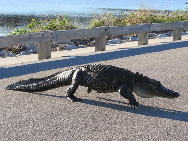 Alligator crossing the roadway at Huntington Beach State Park