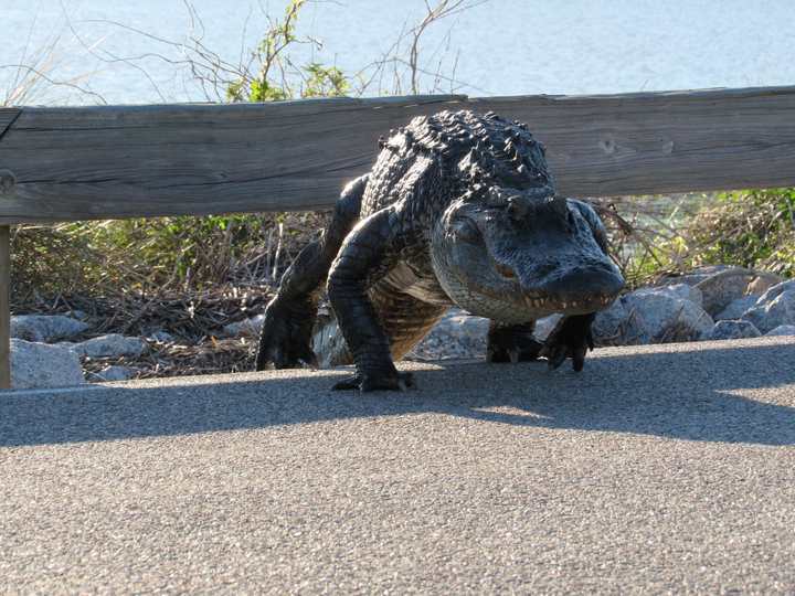 Alligator approaching the road from the marsh