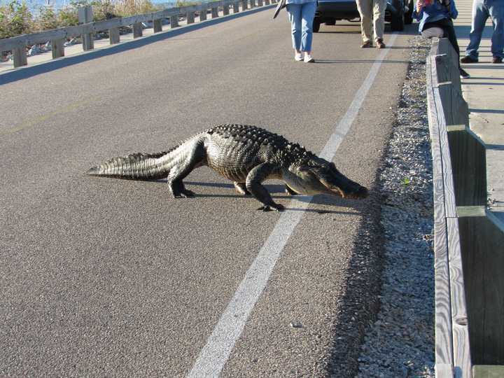 Alligator crossing a road while people watch from a safe distance