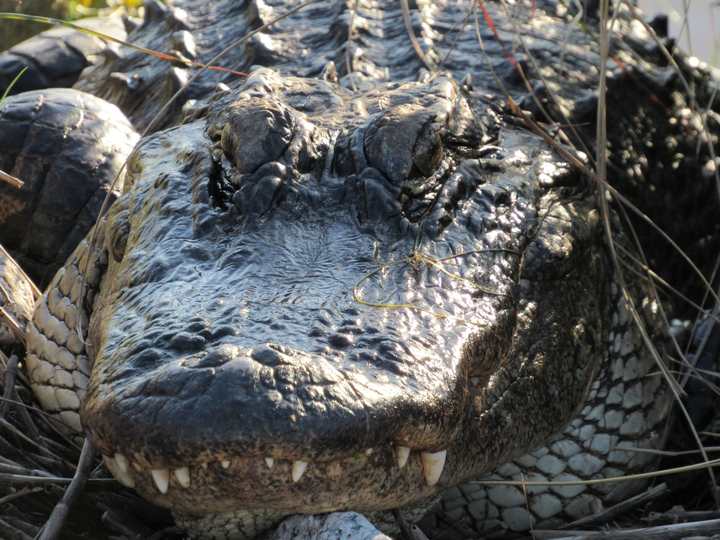 Close portrait of the alligator showing its eye and scales