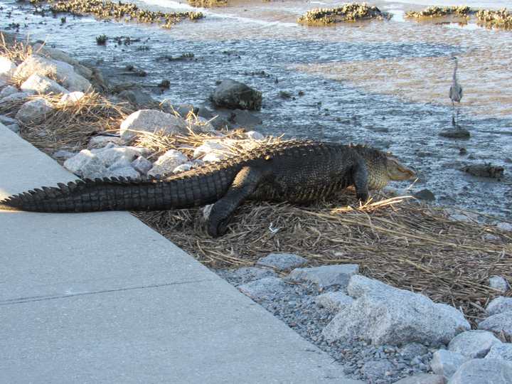 Alligator returning toward the wetland with a bird in the distance