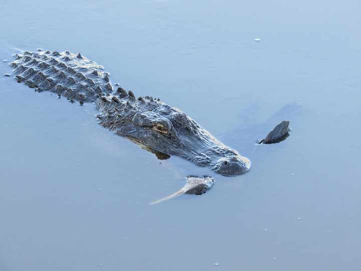 Alligator swimming after returning to the water