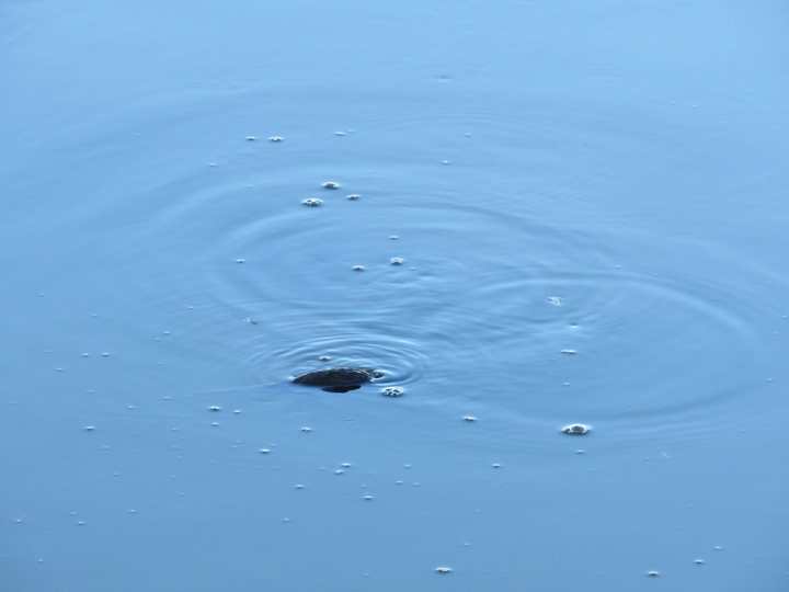 Ripples on the water after the alligator disappeared below the surface