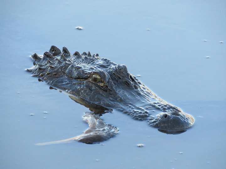 Alligator resurfaced in the water after its hunt